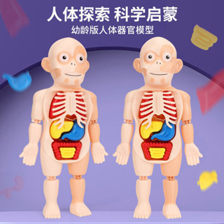 🔥臺灣出貨🔥兒童幼兒園科學科敎可拆卸早敎模擬人體器官模型DIY拚裝人體探索拼裝模型 人體模型 兒童科普模型 模擬骨骼模型