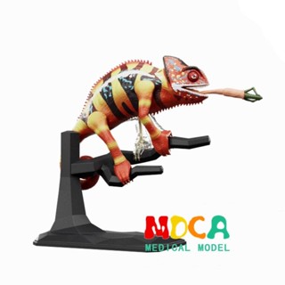 ★小寶優選4D Master模擬動物變色龍模型內臟解剖可拆卸拼裝玩具擺件教學diy