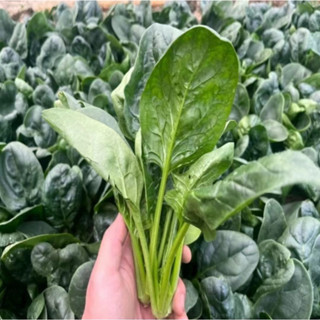 新採摘 種子🥦『菠菜種子』大葉菠菜 小葉菠菜種子 趙高發芽籙耐熱菠菜籽種 四季秋季農傢青菜種子蔬菜種子