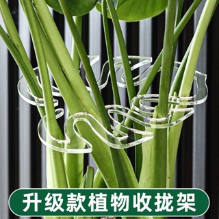 新款植物水培花莖固定器防到伏透明塑膠龜背植物根莖生長支架支撐