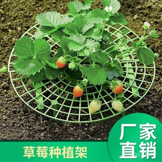 園藝精選·草莓種植架栽培架陽臺盆栽種菜架果實支撐植物爬藤支柱園藝支架