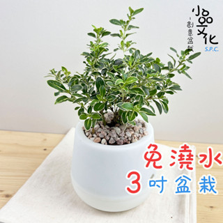 【小品文化】六月雪【現貨】3吋雪胖免澆水盆栽 室內植物 辦公室盆栽 懶人盆栽 水培植物 水培盆栽 植栽