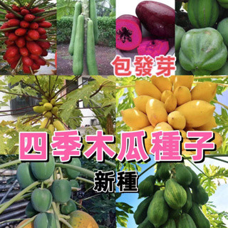 🌷【木瓜種子】 臺灣番紫玲木瓜紅冠木瓜種子矮化皺皮木瓜種子四季 盆栽發芽率100%新手易種植多年生四季常青