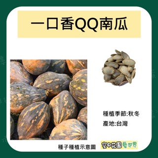 【臺灣出貨 電子發票】一口香QQ南瓜 種子 4粒 木瓜型南瓜 南瓜 田園 種菜 菜瓜 空中花園藝世界