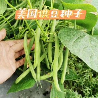 種子 美國供豆種子高產無架豇豆四季豆角種籽大全架豆四季豆種孑早熟/種籽蔬菜