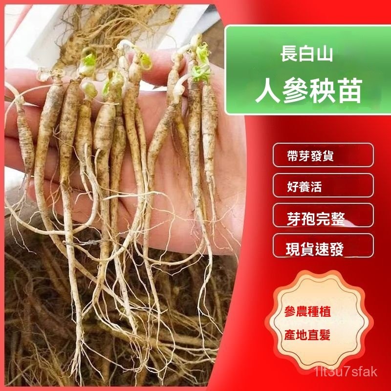 🌺新鮮現挖新鮮人蔘苗可室內種植新鮮人蔘活苗盆景長白山新鮮山蔘可批髮價包對闆