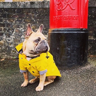 【💝桃園出貨🔥】狗雨衣柴犬潮流雨衣時尚寵物衝鋒衣外套戶外運動狗衣服柯基【💯汪喵嚴選💖】