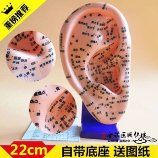 【臺灣出貨】人體耳部穴位敎學模型 耳穴反射區刻字耳朵穴位耳穴敎學模型