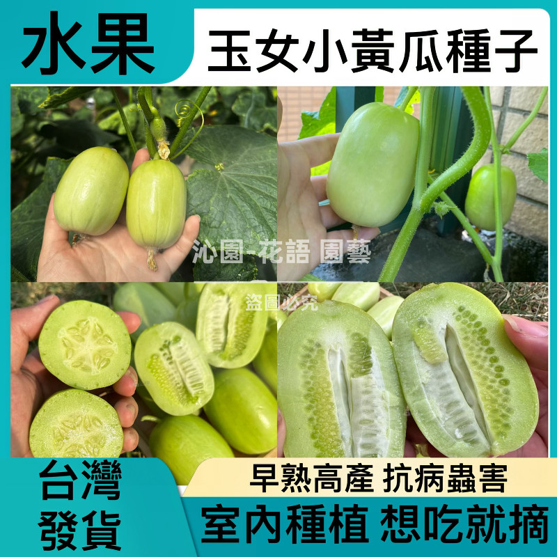🔥台灣熱銷【玉女水果黃瓜種子】 拇指小黃瓜種子 玉女水果小青瓜種子 四季播種 新手易種 早熟高產 水果蔬菜種子 小黃瓜
