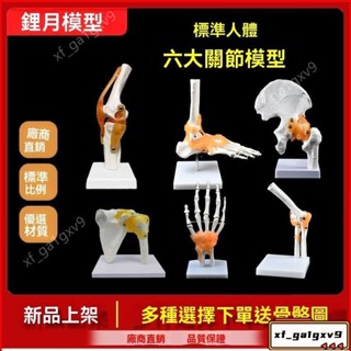 模型 人體 人體模型 人體骨骼 膝關節 附韌帶 敎學 練習 展示 肩頸 脊椎 骨架