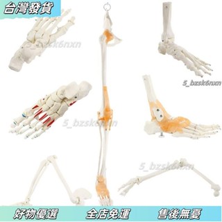 桃園發出⭐1:1大人體骨骼腳骨腳踝關節腳部足骨手掌骨手骨結構造解剖模型 YZX3