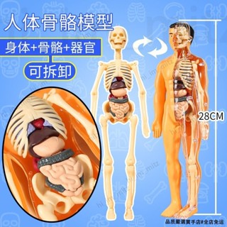 🔥免運🔥臺灣24H📣【抖音同款】DIY人體器官骨骼模型拼裝醫學可拆卸兒童科教玩具