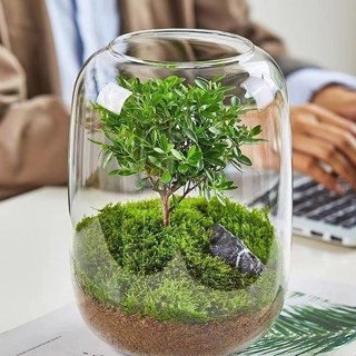對白🔥臺灣出貨📣生態瓶 造景瓶 玻璃瓶 生命之樹瓶 桌麵苔蘚微景觀 生態瓶 盆栽花瓶