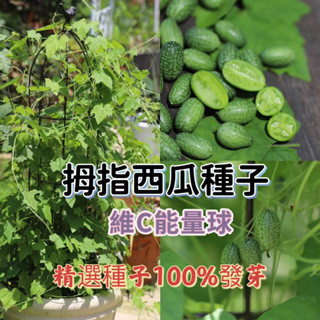 🌷【拇指西瓜種子】四季拇指西瓜種子一株可結60-100顆果 迷你水果種子小西瓜可留種 陽臺庭院盆栽種植