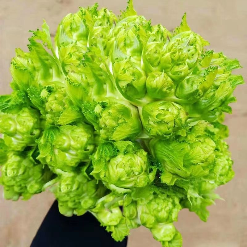 🌷【兒菜種子】四季播種 娃娃菜抱子芥菜四季蔬菜四川節頭蘇菜榨菜頭蘇菜種子