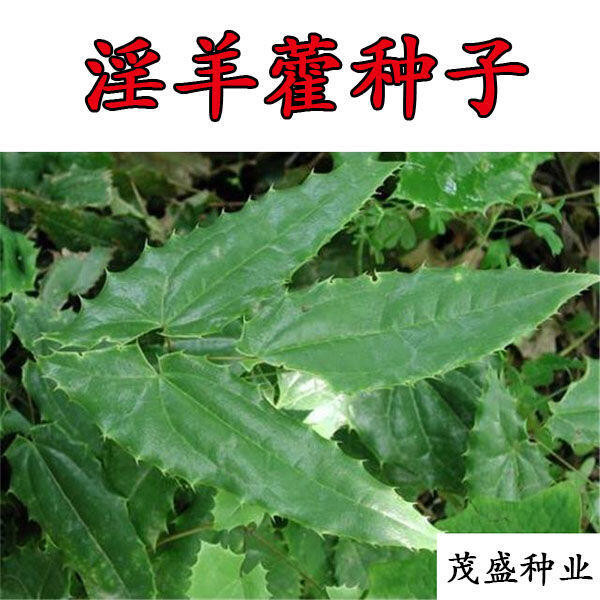 種子 淫羊藿種子 淫羊藿種籽淫羊藿盆栽苗淫羊藿種植中藥材 三枝九葉草/種籽蔬菜
