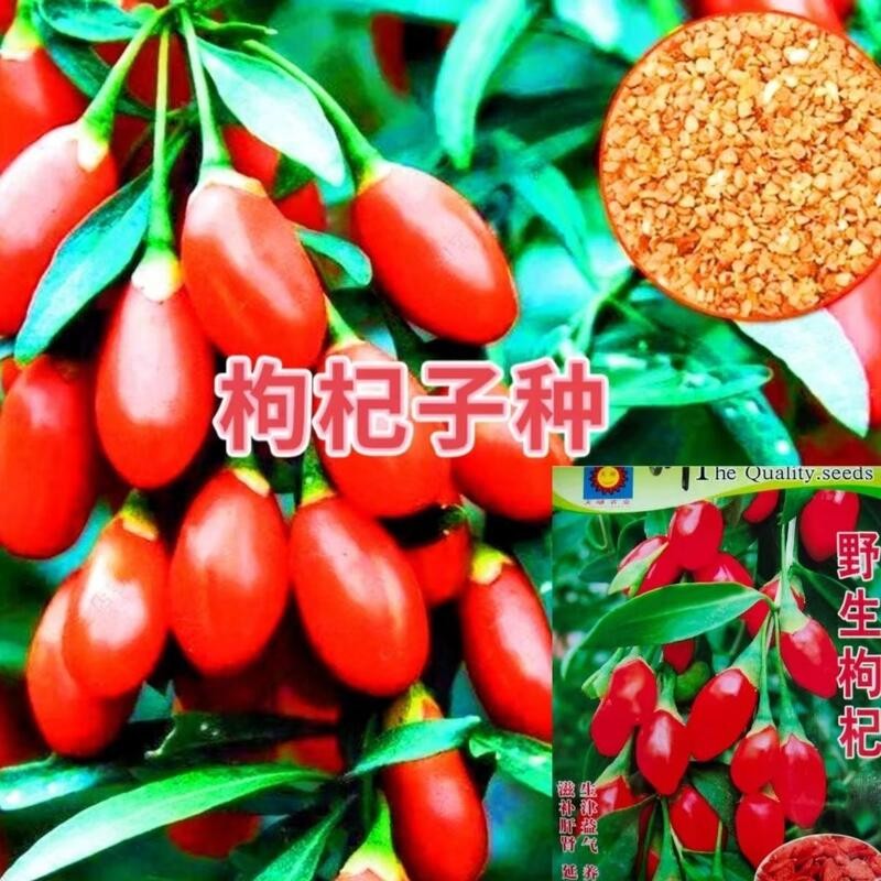 種子 枸杞種子野生紅枸杞種籽大果枸杞籽紅耳墜枸杞盆栽露天蔬菜種子/種籽蔬菜
