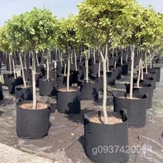 🔥熱賣爆款🔥 【店鋪熱銷】種植箱陽臺樓頂種菜盆無紡布種植袋多肉花盆美植袋蔬果月季育苗盤