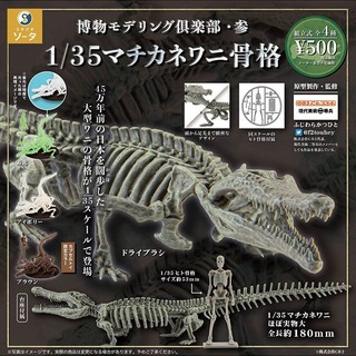 💥SO-TA 日本扭蛋 1/35模擬鱷魚骨骼模型 新款立體骨架化石拚裝禮物扭蛋盒玩 扭蛋 盲盒 手辦 扭蛋盲盒 日本扭蛋