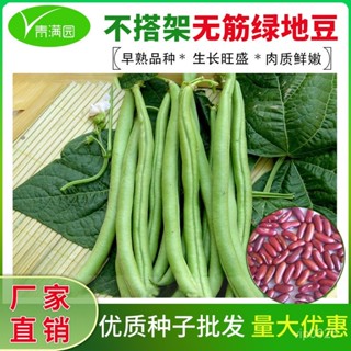 ✨無筋綠地豆種子 無架四季豆種籽 蔬菜種孑 春秋季田園農家蕓豆