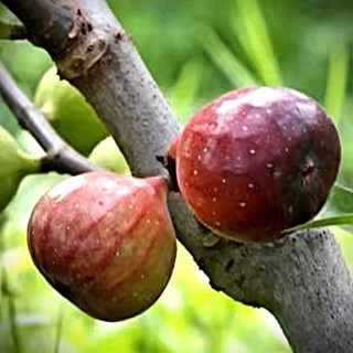 波姬紅 大果高產無花果 大果 6吋盆 已會結果 ｜健康強根 成活率高｜家庭種植/果園首選