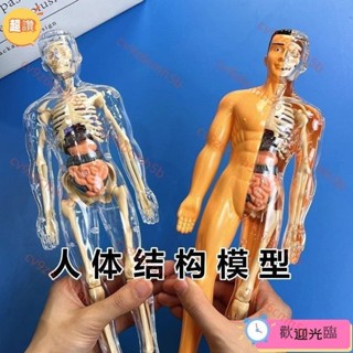 蘆竹出貨 人體器官玩具人體骨架模型模擬拚裝軀幹結構內臟科敎類玩具 人體器官模型 人體拼裝模型 人體器官模型 人體模擬模型