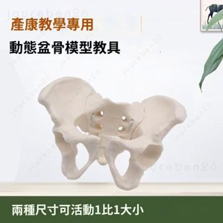 🚀臺灣公司🚀可活動康復動態可示範骨盆模型教具關節可動彎曲恥骨聯合骶髂女性 人體模型 器官模型 詳細 標註 教學模具