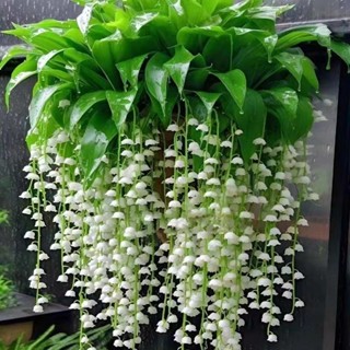 🌺花財花 🌺矮化日式盆栽濃香花卉 進口 鈴蘭花種子 四季開花不斷 好養活 多年生 耐寒耐熱植物 易種植 新手種植必備