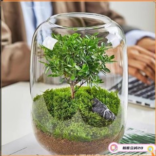 桃園出貨🚚生態瓶 造景瓶 玻璃瓶 生命之樹瓶 桌麵苔蘚微景觀 生態瓶 盆栽花瓶Z5/30