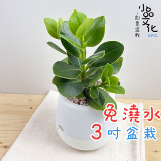 【小品文化】書帶木【現貨】3吋雪胖免澆水盆栽 室內植物 辦公室盆栽 懶人盆栽 水培植物 水培盆栽 植栽