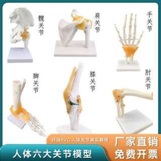 包郵!人體膝關節功能模型可動骨骼模型肩關節肘關節手關節腳關節髖關節人體模型 教學 模型 穴位 關節骨架 模具