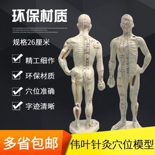 包郵!偉葉針灸穴位人體模型家用中醫用教學人體經絡穴位模型人單支人體模型 教學 模型 穴位 關節骨架 模具