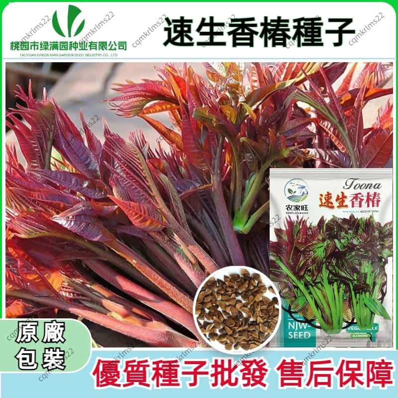 🌹 速生香椿種子 🌹 原廠包裝(約150粒) 農田菜園基地清香味濃鮮香紅油香椿蔬菜籽廠家菜種子盆栽植物蔬菜青菜家庭陽台