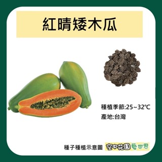 【臺灣出貨 電子發票】紅晴 紅妃 矮木瓜 種子 1粒 株高50-70公分結果 木瓜 矮種木瓜 菜籽 空中花園藝世界