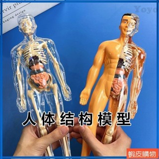 Yoyo2 人體器官玩具人體骨架模型模擬醫學拼裝軀幹結構內臟科教類玩具 醫生玩具 人體玩具 人體器官模型 人體結構
