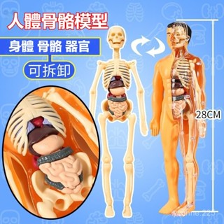 DIY人體器官骨骼模型 拚裝醫學玩具 可拆卸模擬器官模型 兒童科敎玩具 人體探索科學啟懞 人體器官模型 益智玩具
