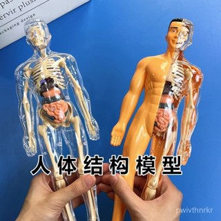 人體器官玩具人體骨架模型模擬拚裝軀幹結構內臟科敎類玩具 人體器官模型人體拚裝模型 人體器官模型 人體模擬模型 TITO