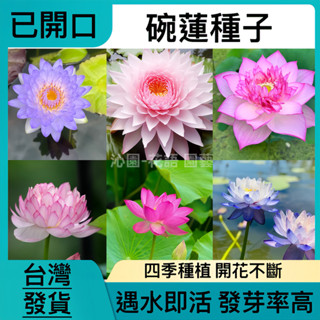 🔥蝦皮熱銷50粒混合組裝 【已開口碗蓮種子】睡蓮 水蓮 荷花 蓮花 遇水發芽 高發芽率 開花不斷 四季種植 盆栽植物