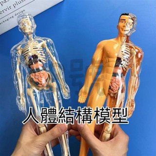 臺灣發貨🐰人體拼裝模型 人體器官模型 人體模擬模型 人體器官玩具 人體骨架模型 模擬拚裝軀幹結構內臟科敎類玩具