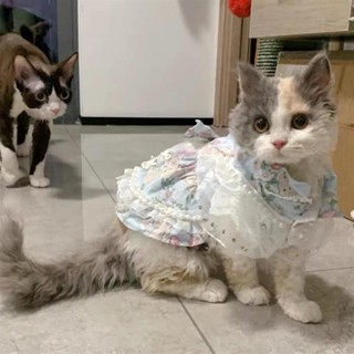 💥臺灣出貨💥寵物禮服 寵物婚服 狗狗衣服 寵物衣服 寵物服飾款貓咪寵物服裝可愛洛麗塔裙子公主風夏日狗狗布偶貓防掉毛