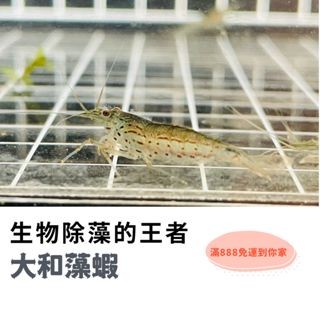 【蝦迷水族】大和藻蝦  除藻 生物除藻 水族 最熱銷除藻生物