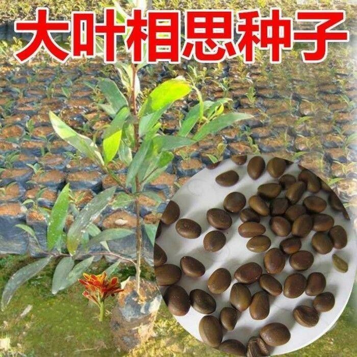 種子 大葉相思樹種子耳葉相思耳果相思耳莢相思園林綠化觀賞樹苗種/種籽蔬菜