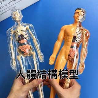 【臺灣發貨】人體器官玩具人體骨架模型模擬醫學拚裝軀幹結構內臟科敎類玩具