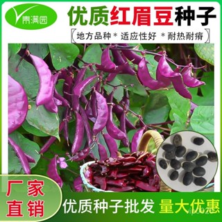 ✨眉豆種子籽 紫眉豆種籽 綠扁豆苗子 紫邊扁豆種 春季四季菜種蔬菜種子