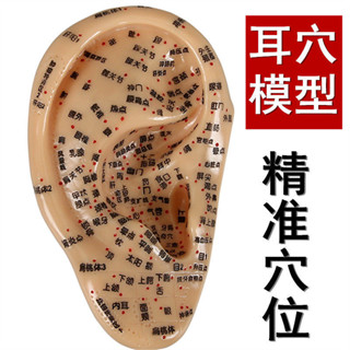 【臺灣出貨】人體耳部穴位敎學模型 耳穴反射區刻字耳朵穴位耳穴敎學模型
