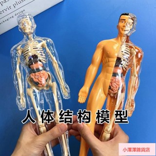 臺灣有貨 人體器官人體骨架模型模擬醫學拚裝軀幹結構內臟科敎類玩具 人體器官模型 人體模擬模型 人體拼裝模型