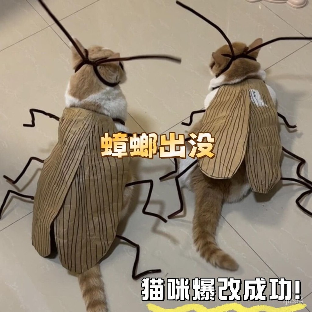 🔥臺灣出貨⭐️貓咪蟑螂服 純情蟑螂 火辣辣條紋手工DIY貓咪衣服材料包 網紅萌寵衣 搞怪COS小強 創意扭棒觸角裝扮小