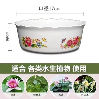 【桃園出貨】碗蓮盆水培花盆塑膠無孔碗蓮銅錢草睡蓮巴西木圓形花邊水僊花盆