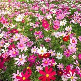 ✿波斯菊種子✿一份200粒✿5個款式 花草組合 格桑菊太陽花波斯菊種子 滿天星 庭院野花花海 四季種植 觀賞花卉種子