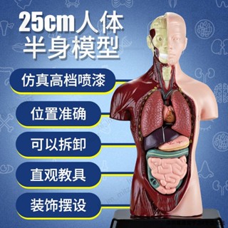 🔥免運🔥臺灣24H📣人體結構模型醫學模擬內臟解剖器官模型可拆軀幹構造兒童科教玩具